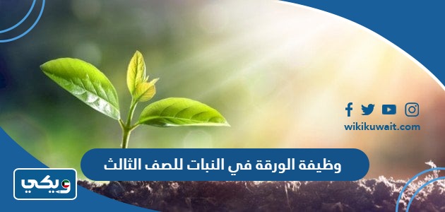 وظيفة الورقة في النبات للصف الثالث