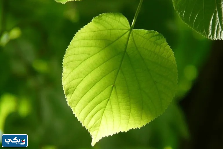 وظيفة الورقة في النبات للصف الثالث