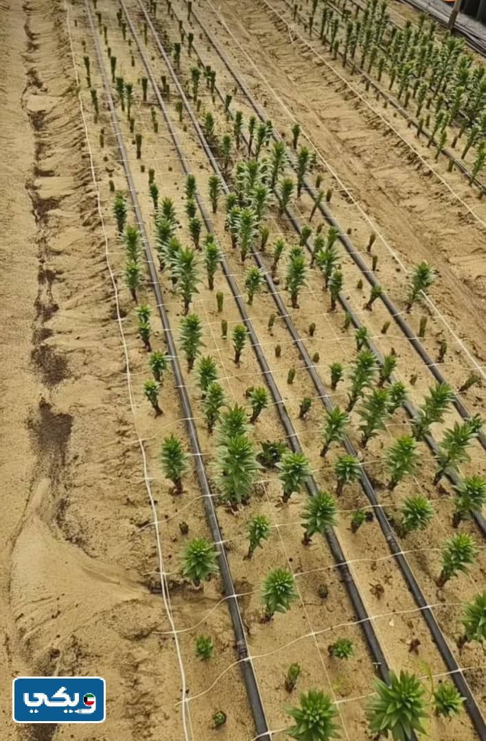 اين تقع مزرعة محمد سالم العبدالجادر في الكويت