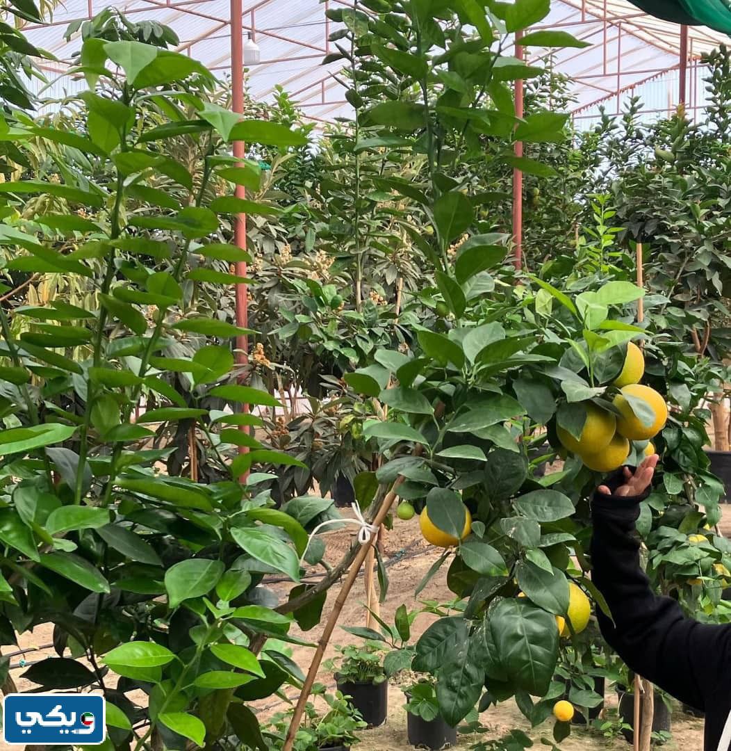 طرق التواصل مع مزرعة محمد سالم العبدالجادر