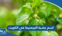 ما هو اسم عشبة الجيمنيما في الكويت