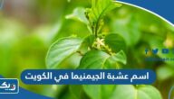 ما هو اسم عشبة الجيمنيما في الكويت
