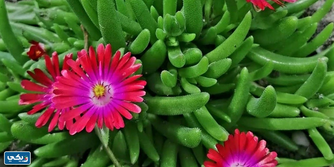 اصابع العروس