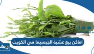 اماكن بيع عشبة الجيمنيما في الكويت 2025 مع الاسعار اماكن بيع عشبة الجيمنيما في الكويت 2025 مع الاسعار