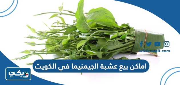 اماكن بيع عشبة الجيمنيما في الكويت