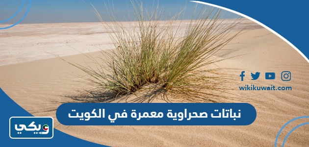 نباتات صحراوية معمرة في الكويت