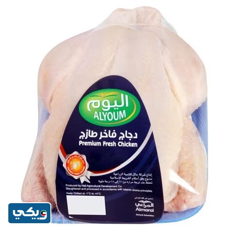 دجاج اليوم
