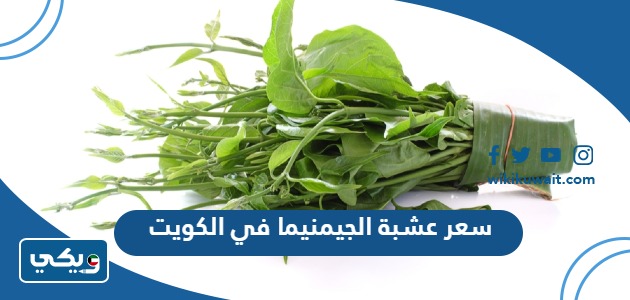 سعر عشبة الجيمنيما في الكويت