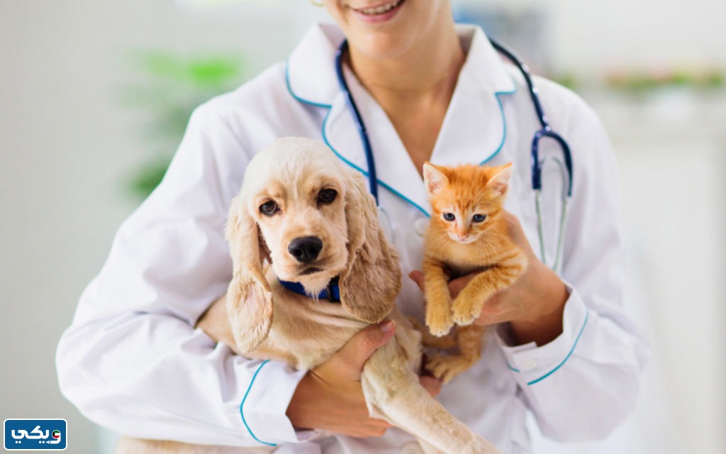 صيدلية بيطرية اون لاين الكويت