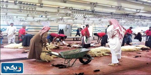 رقم مسلخ الجهراء