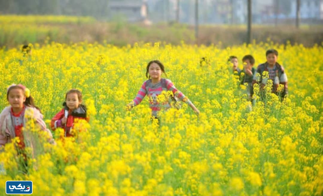 كم باقي على فصل الربيع في الكويت 2024