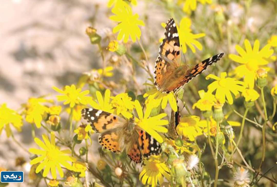 متى يبدأ فصل الربيع في الكويت 2024