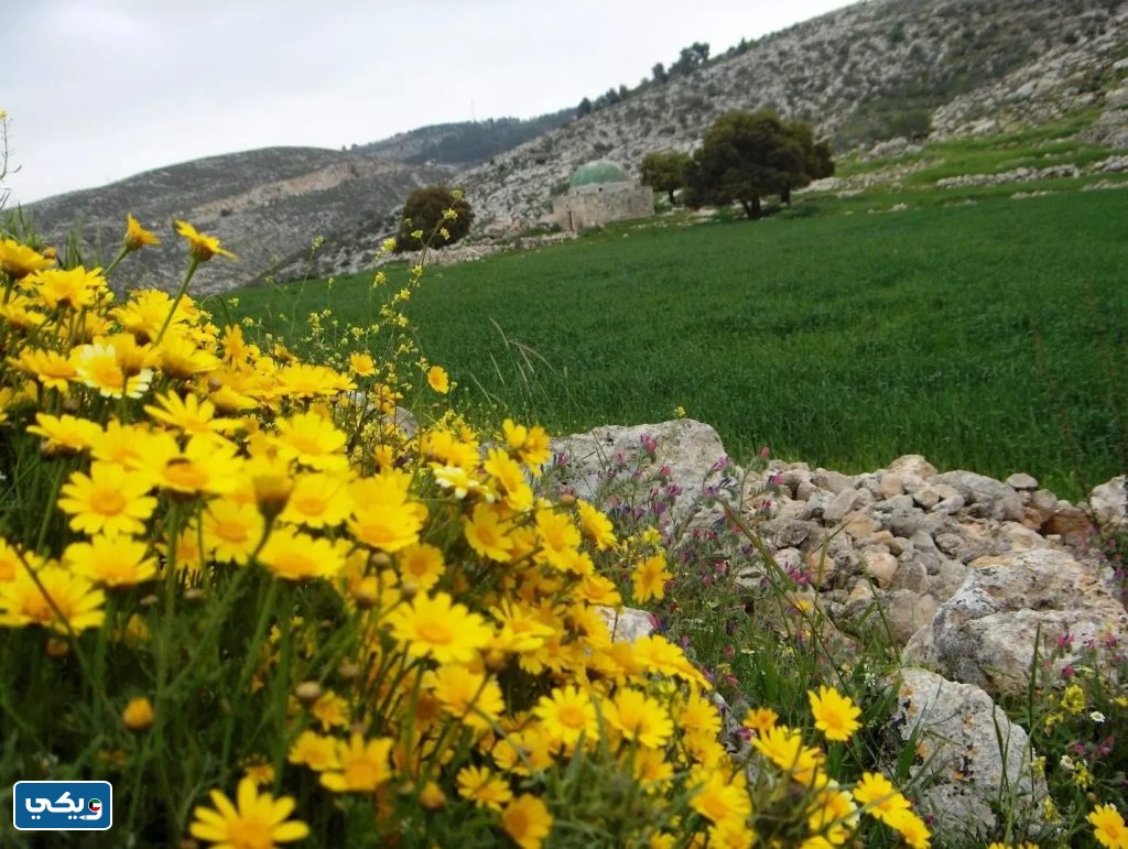 فصل الربيع في الكويت 2024