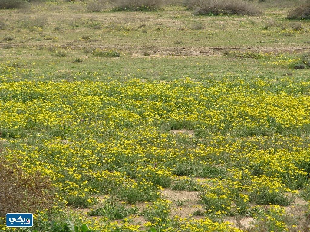 متى ينتهي فصل الربيع في الكويت 2024