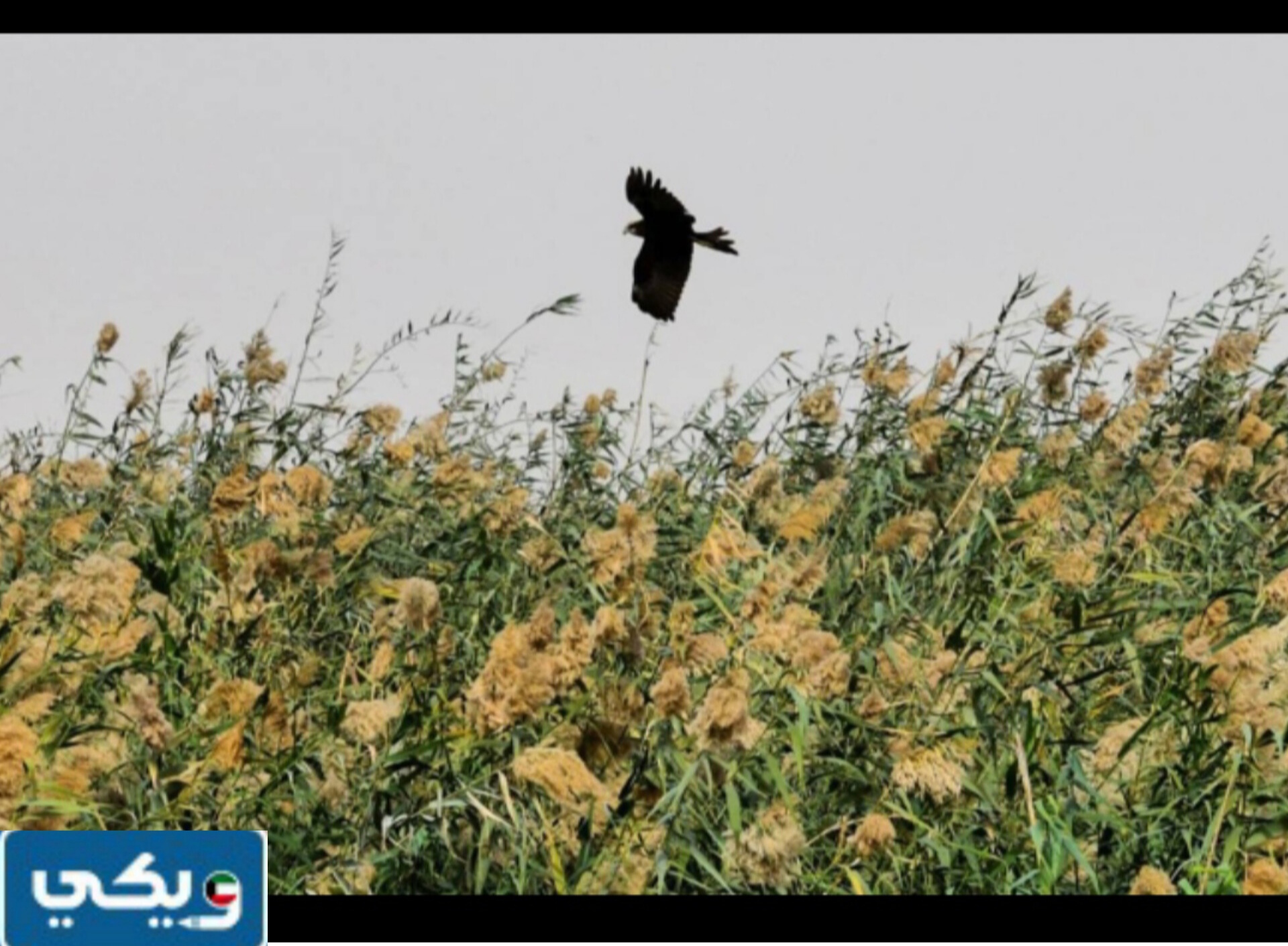 عنوان محمية الجهراء الطبيعية