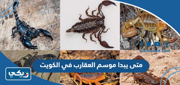 متى يبدا موسم العقارب في الكويت