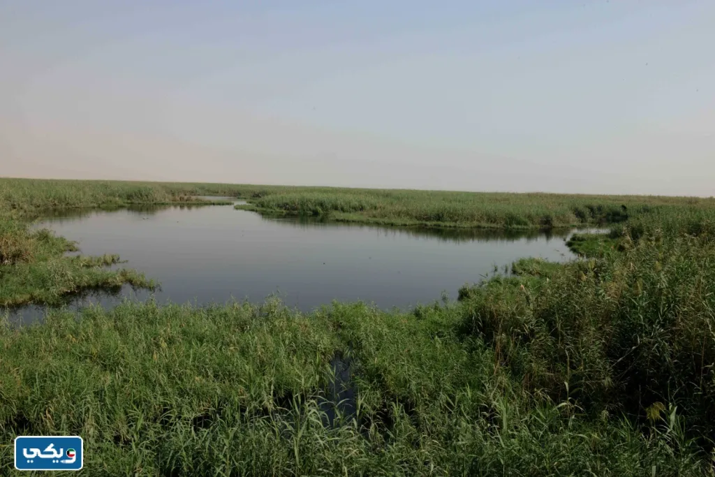 اهم مزايا محمية الجهراء الطبيعية في الكويت